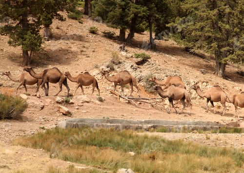 Preview: Nomadic Life. Camels.