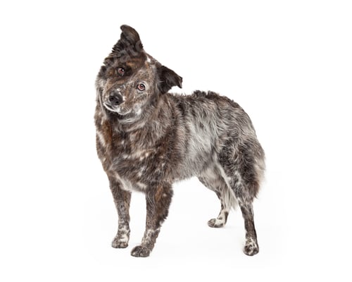 Preview: Australian Shepherd Mix Breed Dog Standing