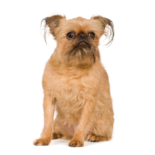 Preview: Griffon Bruxellois (9 years)