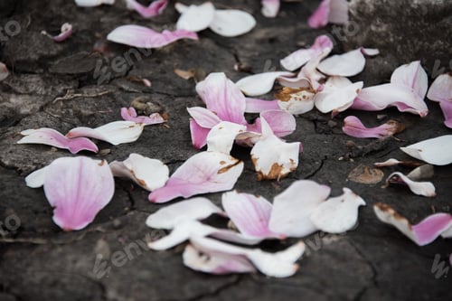 Preview: Pink Flowers On A Ground