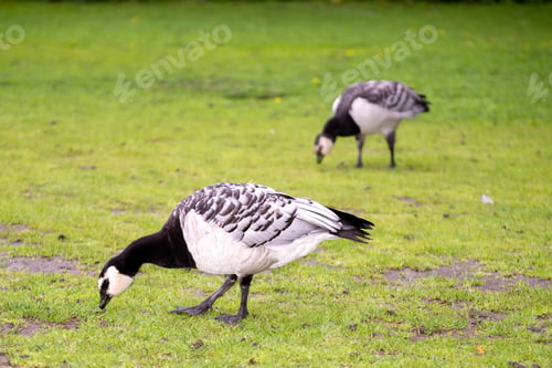 Preview: Close-up of a barnacle goose (Branta leucopsis) standing in a lush grassy area
