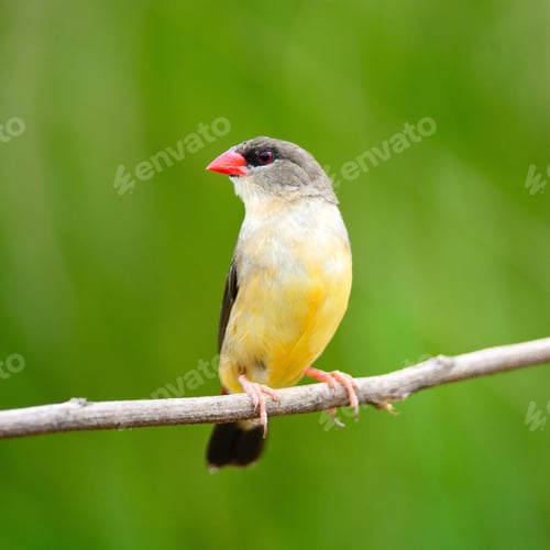 Preview: female Red Avadavat