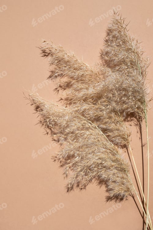 Preview: Pampas grass on a beige background.
