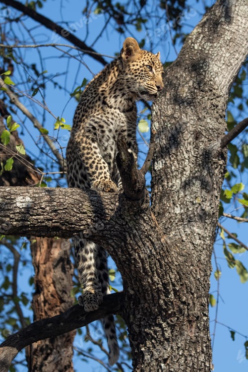 Preview: Leopard, Panthera pardus, a young cub in a tree.