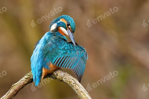Preview: Cute common kingfisher male cleaning feathers with long black beak in spring