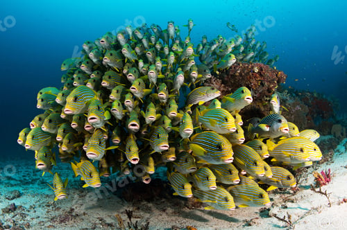 Preview: A Creative and Beautiful Indonesia underwater pictures