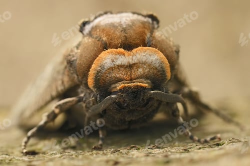 Preview: Closeup on large European Goat moth, Cossus cossus a pest of broad-leafed trees