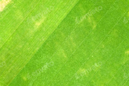 Preview: Close up aerial view of surface of green freshly cut grass on football stadium in summer