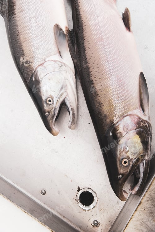 Preview: Fresh caught Alaskan coho salmon