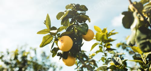 Preview: Bergamot Orange Tree in Calabria