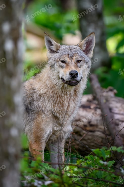 Preview: Wolf portrait in summer forest. Wildlife scene from nature