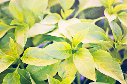 Preview: Fresh produce