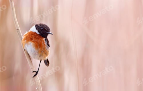 Preview: Small bird sitting on a reed
