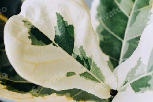 Preview: Macro closeup of exotic rare variegated fiddle leaf fig houseplant