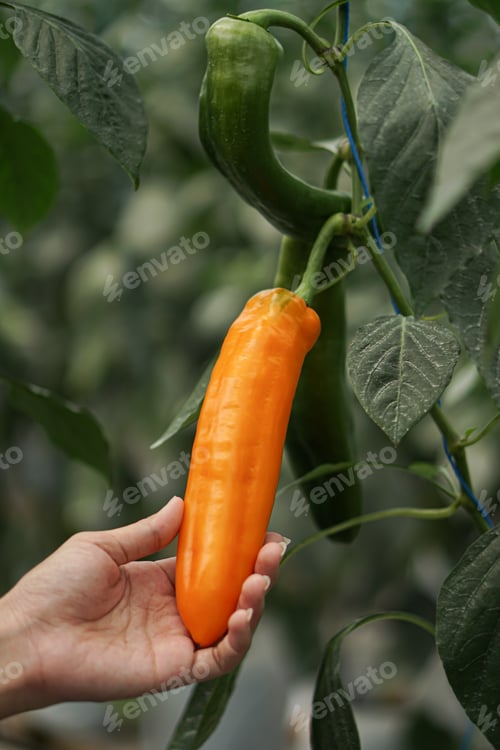 Preview: fresh sweet snack peppers paprika in the green house