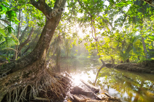 Preview: Jungle in Costa Rica