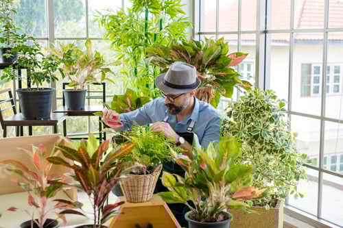 Preview: An elderly man handsome with have mustache wearing glasses is happy with tree care. is a hobby