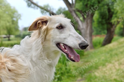 Preview: Portrate of borzoi dog