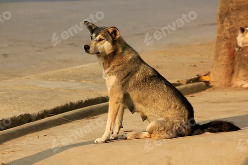Preview: The dog is sitting looking at something.