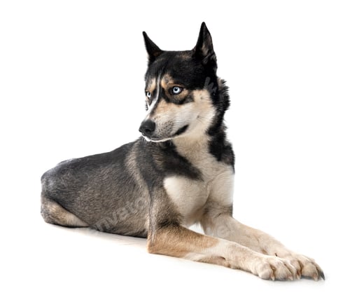 Preview: siberian husky in studio