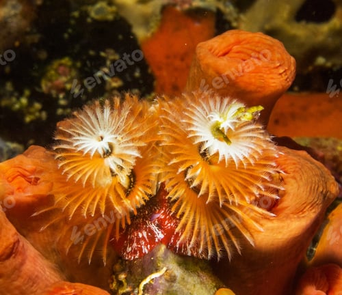 Preview: Colorful sea life underwater, shallow underwater seascape