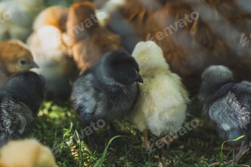 Preview: Little Chicken on a Green Grass on Organic Farm