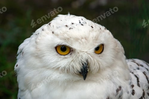Preview: owl, bird, snowy owl, wilderness