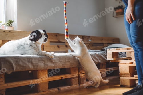 Preview: A playful scene featuring a white cat reaching for a colorful toy held by a person, while a black an