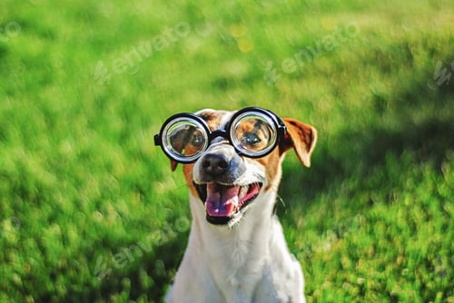 Preview: Portrait of dog in round reading glasses. Funny dog face on green grass background