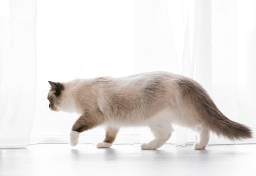 Preview: Ragdoll cat portrait