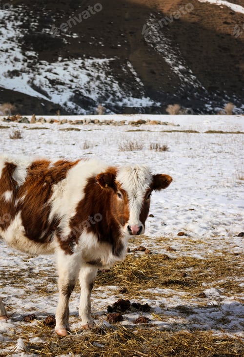Preview: A multicolored cow that grazes among the mountains