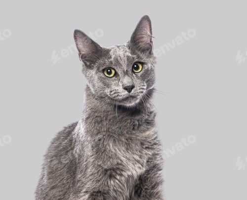 Preview: Adorable nebelung cat posing on seamless gray background