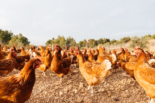 Preview: Flock of egg laying hens standing on farm land in daylight