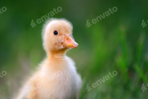 Preview: Little duckling on green grass