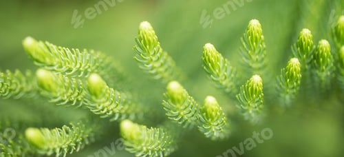 Preview: Close up green plant