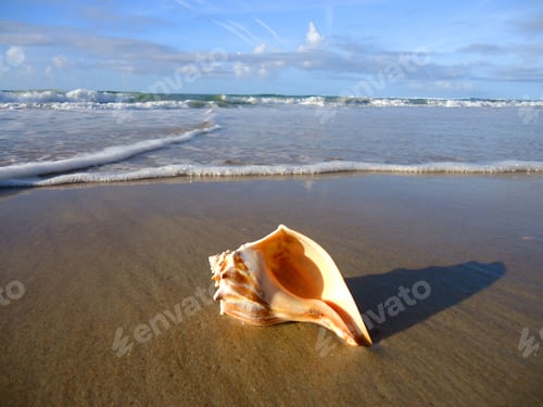Preview: Conch shell laying on the beach just beyond the reach of the surf in the morning
