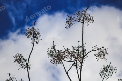 Preview: Beautiful natural background