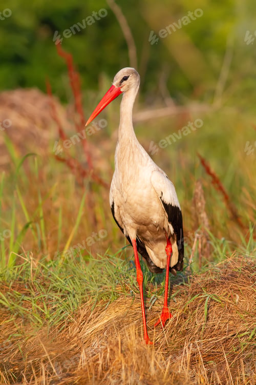 Preview: White stork, Ciconia ciconia. The bird is walking in the meadow. Dawn
