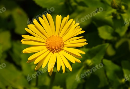 Preview: Doronicum orientale - leopard's bane, yellow daisy spring flower closeup.
