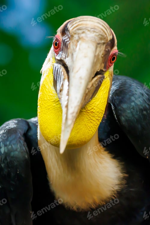 Preview: The wreathed hornbill (Rhyticeros undulatus) close up shot