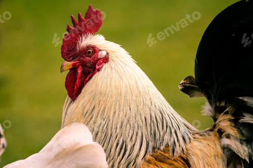 Preview: Brown proud looking adult rooster on the green background of the field