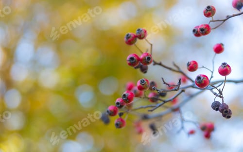 Preview: Red Berries And Yellow Leaves On A Tree