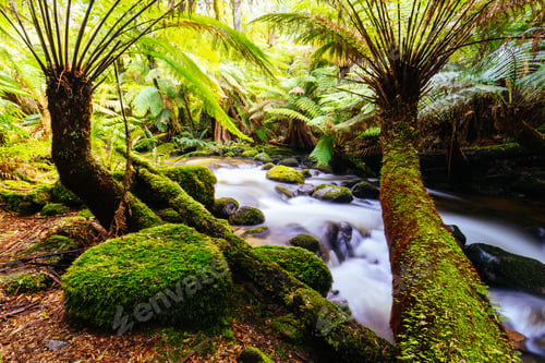 Preview: St Columba Falls in Tasmania Australia