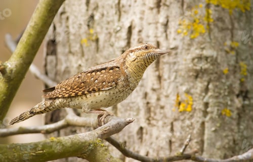 Preview: Wryneck, jynx. A bird sitting on a branch wary