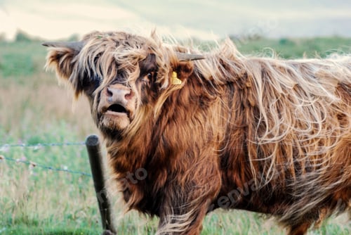 Preview: Closeup shot of a cute highland cow grazing in a field