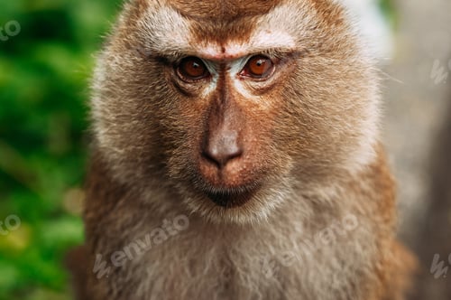 Preview: Portrait of a wild monkey. A selfie of a monkey. Macaque looks at the camera. Wild primates