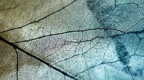 Preview: Vivid Color Dry Leaf Texture For Background
