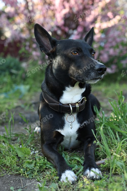 Preview: Cute dog lying on green grass outdoors