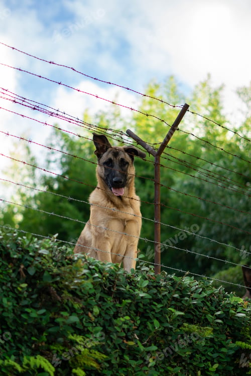 Preview: German Shepherd behind fence, grass, tree, blue sky