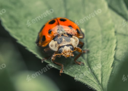 Preview: Close-up shot of a vibrant ladybird on a leaf